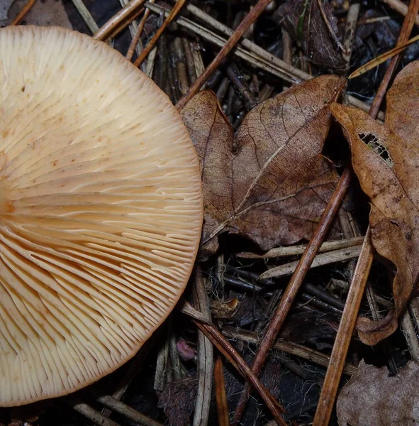 Mushroom Upside Spores Lies Pine Needles Autumn Leaves — Stock Photo, Image