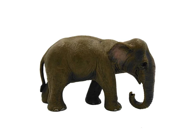 被白色背景隔离的大象 — 图库照片