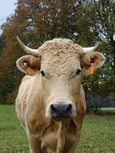 Beige Med Horn Främre Och Närbild — Stockfoto