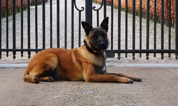 Malinois bekçi köpeği metal kapının önünde yatıyor..
