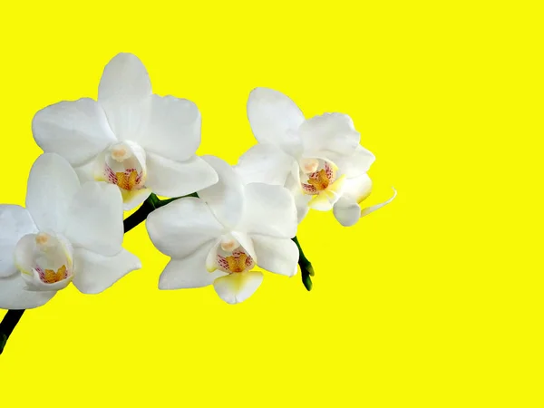 Phalaenopsis Orchid Close Acima Isolado Fundo Amarelo — Fotografia de Stock