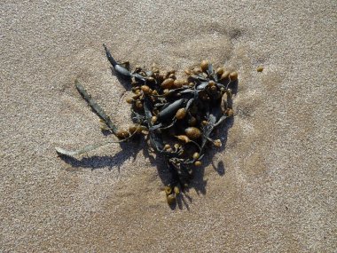 Hollanda 'nın Dishoek plajında yosun.