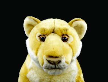  Siyah arka planda izole edilmiş doldurulmuş bir hayvanın aslan başı..