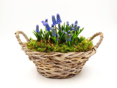 Mavi Muscari sepetin içinde, beyaz arka planda izole edilmiş..