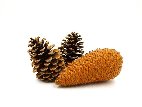 Beyaz bir arka plan üzerinde izole üç çam kozalakları.