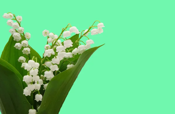 Lily Valley Isolated Green Background Copy Space Mother Day Birthday — стокове фото