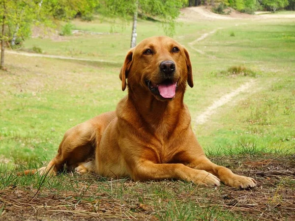 Labrador Retriever Lies Hill Nature — Stok Foto