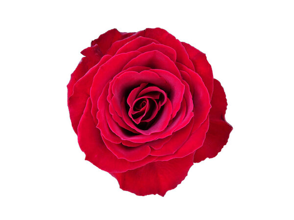 Beautiful red rose isolated on white background. Rose in top view.