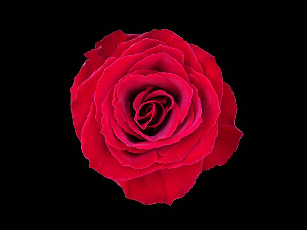 Red rose in close up isolated on a black background. Top view. Background for wedding, Valentine's day, romance, Mother's day...