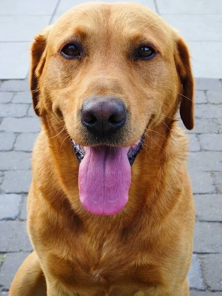 Hermoso Labrador Amarillo Primer Plano Labrador Perro Vista Frontal — Foto de Stock