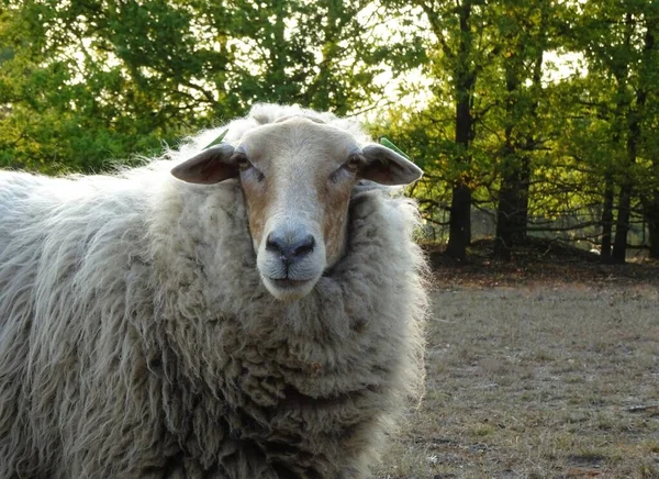 Önüne koyun bakıyor. Yakından bir koyun portresi..