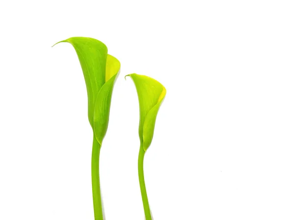 Zwei Schöne Gelbe Calla Blüten Nebeneinander Isoliert Auf Weißem Hintergrund — Stockfoto