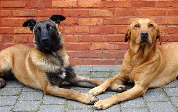 Labrador Dan Malinois Dua Anjing Dan Teman Baik — Stok Foto