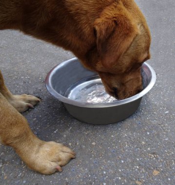 Labrador köpeği tatlı su içer. Sıcak bir yaz gününde köpek su içer. Susamış köpek..