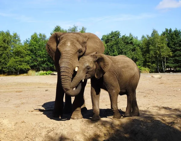 Hugging elephants. Mother elephant gives baby elephant a hug.