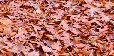  Ormanda yere düşen sonbahar yaprakları. Sonbahar yaprakları.