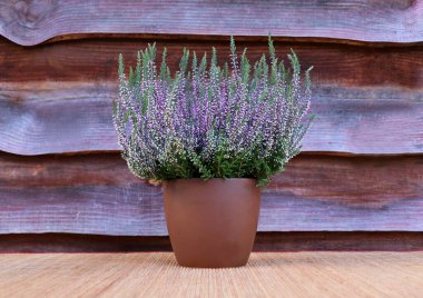  Heather saksıda bitki. Sonbahar dekorasyonu.