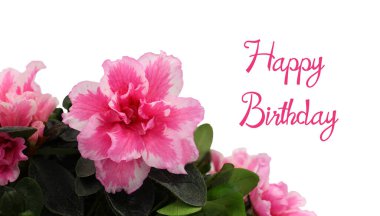  Pembe Azalea beyaz arka planda izole edilmiş. Mutlu yıllar mesajı at..