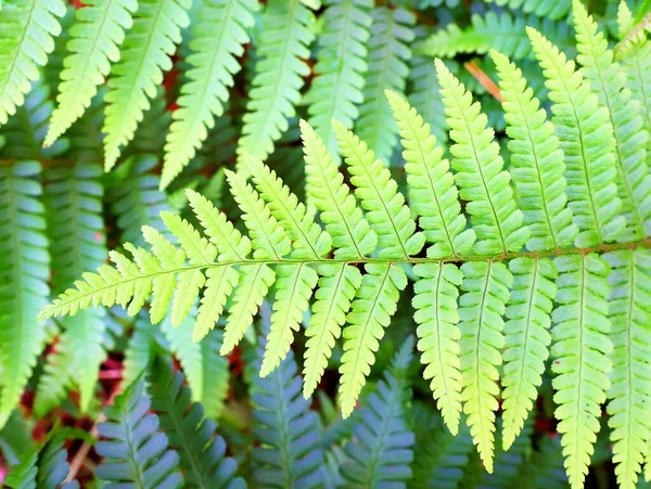 Fern Bliska Powinowactwo Dryopteris Obrazek Stockowy