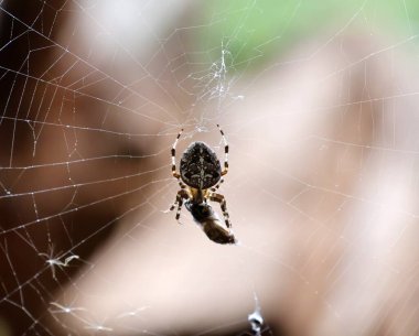 Avrupa Bahçe Örümceği ya da Haç Örümceği ağda eşekarısı yiyor. Araneus diadematus.