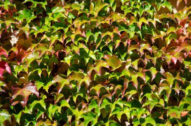 Güneşli bir günde yeşil üzüm yapraklarının dokusu