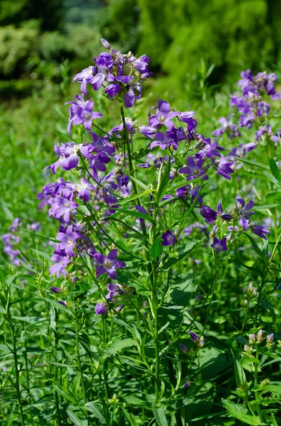 Yeşil yaz bahçesinde leylak rengi Campanula lactiflora