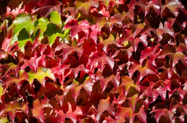 Textura červených vinných listů s kapkou zelené barvy — Stock fotografie