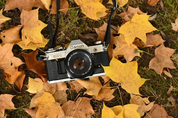retro camera on a background of old autumn leaves. vintage filtered photo