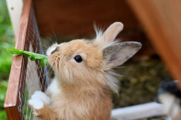 Cute Rabbit Fluffy White Easter Bunny Close — Stock fotografie