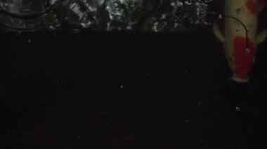 Yaklaş, 2 büyük Koi balığı bir bahçe göletinin altında yavaşça yüzüyor. 