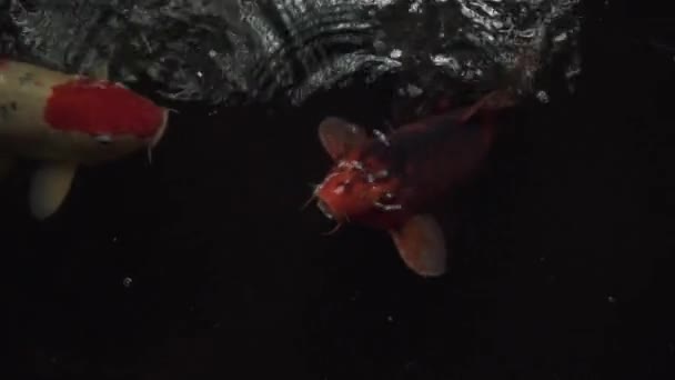 Close-up van de Koi-vissen die zich aan het oppervlak voeden, schrikken en in veiligheid brengen — Stockvideo