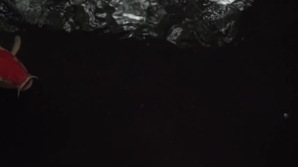 Közelkép, nagy Koi hal úszás lassan felszívja az oxigént egy szabadtéri tóban — Stock videók
