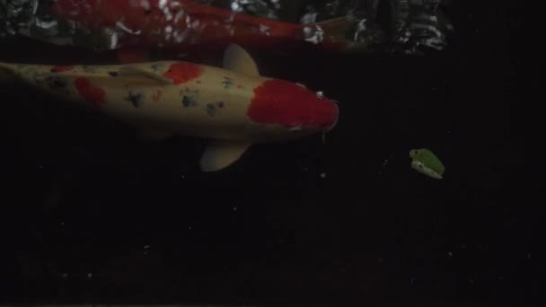 Primer plano de un gran pez Koi domesticado, alimentándose de la superficie de las aguas — Vídeos de Stock