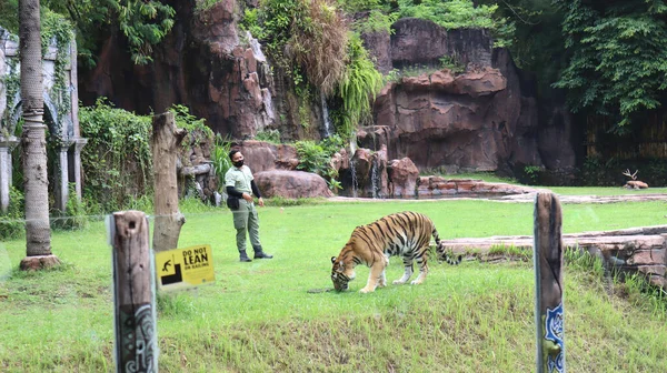 Bir adam hayvanat bahçesinde bir Sumatra kaplanını besleme cazibesini gösteriyor. Sumatran kaplanı Panthera Tigris sondaica 'nın bir nüfusudur.