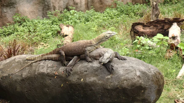 Komodo ejderhası (Varanus komodoensis), Endonezya 'nın Komodo adalarına özgü bir ejderhadır. İki Komodo ejderhası bir kayanın üzerinde güneşleniyor.