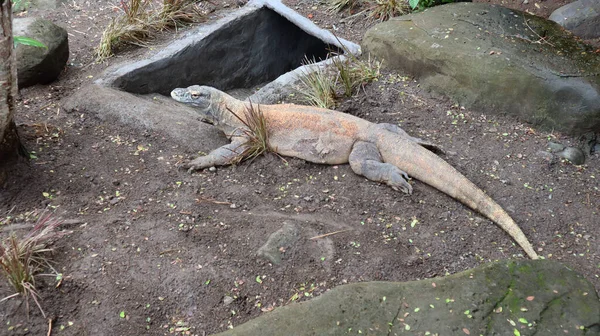 Komodo ejderhası (Varanus komodoensis), Endonezya 'nın Komodo adalarına özgü bir ejderhadır. İki Komodo ejderhası bir kayanın üzerinde güneşleniyor.