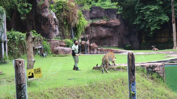 Bir adam hayvanat bahçesinde bir Sumatra kaplanını besleme cazibesini gösteriyor. Sumatran kaplanı Panthera Tigris sondaica 'nın bir nüfusudur.