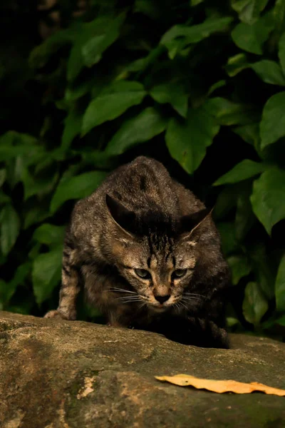 Grey Cat Rock Focused Something Green Leaves Background — 스톡 사진