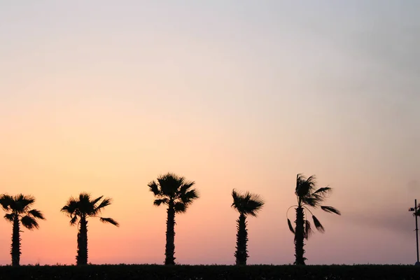 Sunset Shadows of Palm Trees in Izmir Turkey Photograph