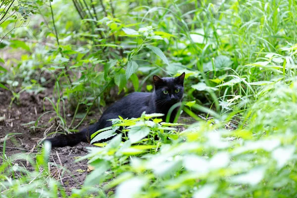 Giovane Gatto Nero Seduto Sull Erba — Foto Stock