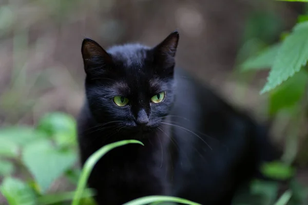 Genç Siyah Bir Kedi Çimenlerde Oturuyor — Stok fotoğraf