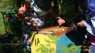 Arı yetiştiricisi açık bir kovanda çerçeveden fazla balmumu çıkarır.