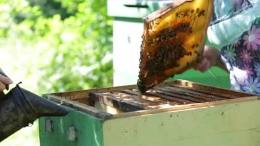Arı yetiştiricisi, üzerinde arıların süründüğü çerçeveyi balla kontrol eder.
