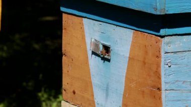 Arılar kovandaki deliğe girip çıkıyorlar.