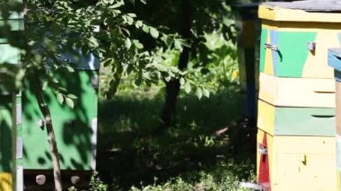 Arılar güneşli bir günde kovanın yanında uçar.