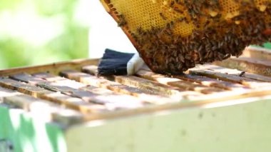 Arı yetiştiricisi, üzerinde arıların süründüğü çerçeveyi balla kontrol eder.