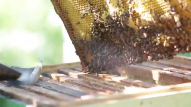 Kovan etrafında arılar var.