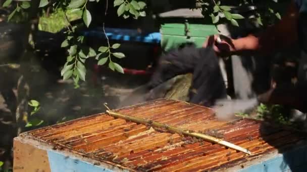 Ein Imker Begast Einen Offenen Bienenstock Mit Bienen — Stockvideo