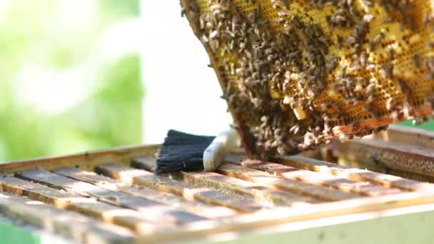养蜂人用蜂蜜检查蜂箱 蜜蜂在蜂箱上爬行 — 图库视频影像