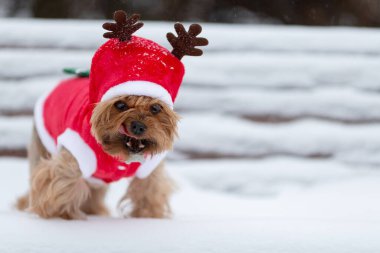 Karla kaplı bir bankta Noel Baba kostümü giymiş Yorkshire teriyeri köpeği.